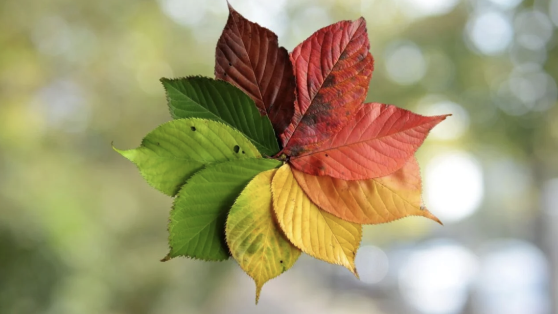 Why Do Leaves Change Color in the Fall?