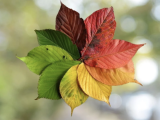 Why Do Leaves Change Color in the Fall?
