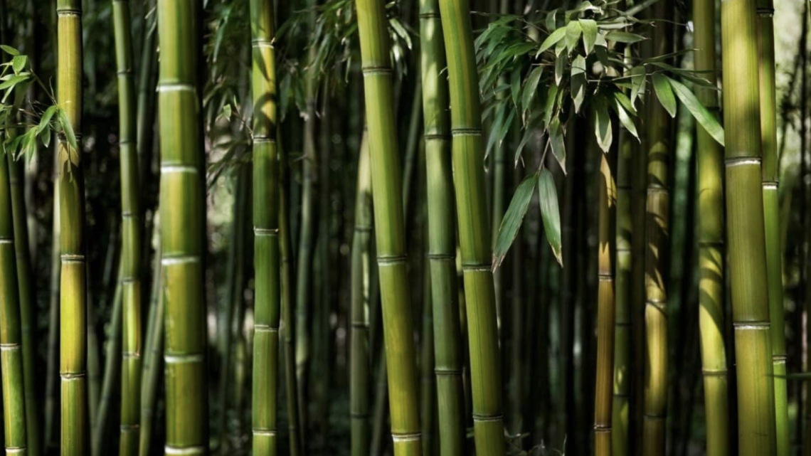 Facts About Bamboo That You Might Not Know