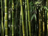 Facts About Bamboo That You Might Not Know