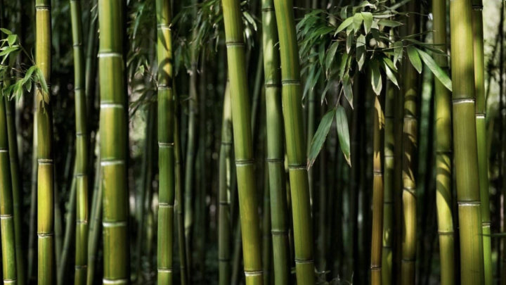 Facts About Bamboo That You Might Not Know
